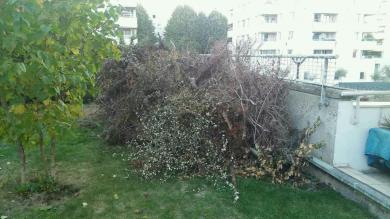 Debarrasser des dechets verts a Bagneux